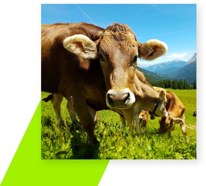 Hochwertige Milchqualität